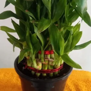 lucky bamboo cheap 480x600